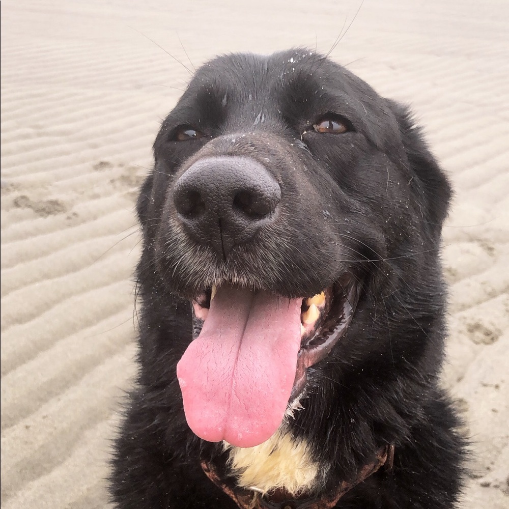 Meet your Posher, Cassidy